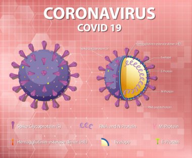 Corona Virüs Parçacık Yapısı Çizimi Diyagramı