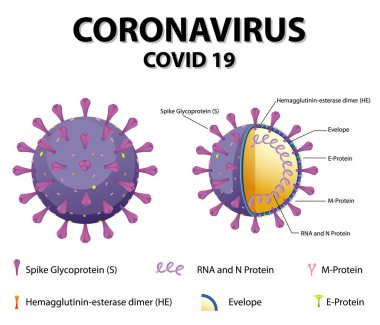 Corona Virüs Parçacık Yapısı Çizimi Diyagramı