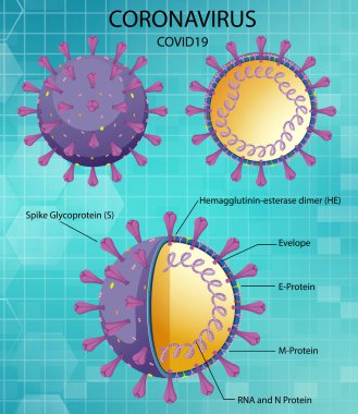 Corona Virüs Parçacık Yapısı Çizimi Diyagramı