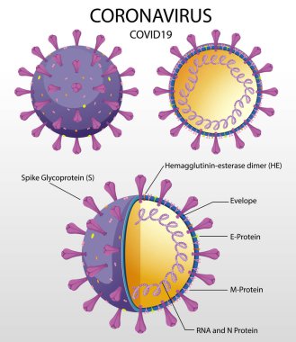 Corona Virüs Parçacık Yapısı Çizimi Diyagramı