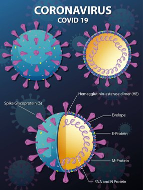 Corona Virüs Parçacık Yapısı Çizimi Diyagramı