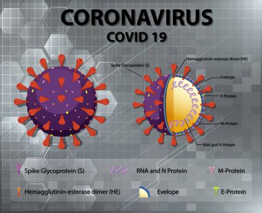 Corona Virüs Parçacık Yapısı Çizimi Diyagramı