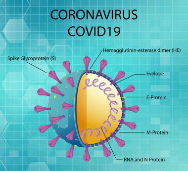 Corona Virüs Parçacık Yapısı Çizimi Diyagramı