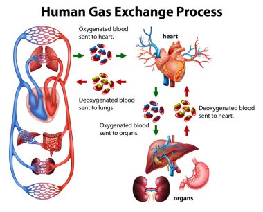 Medical infographic of human gas exchange process illustration clipart