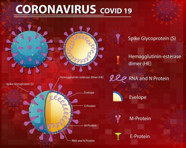 Corona Virüs Parçacık Yapısı Çizimi Diyagramı