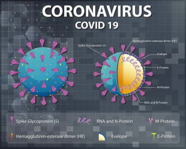 Corona Virüs Parçacık Yapısı Çizimi Diyagramı