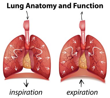 Akciğer anatomisi ve eğitim illüstrasyonu işlevleri