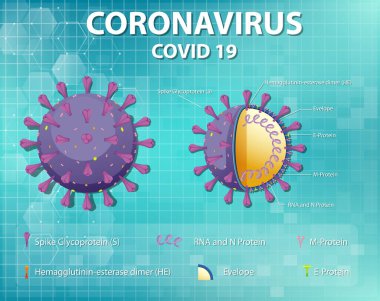 Corona Virüs Parçacık Yapısı Çizimi Diyagramı