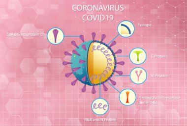 Corona Virüs Parçacık Yapısı Çizimi Diyagramı