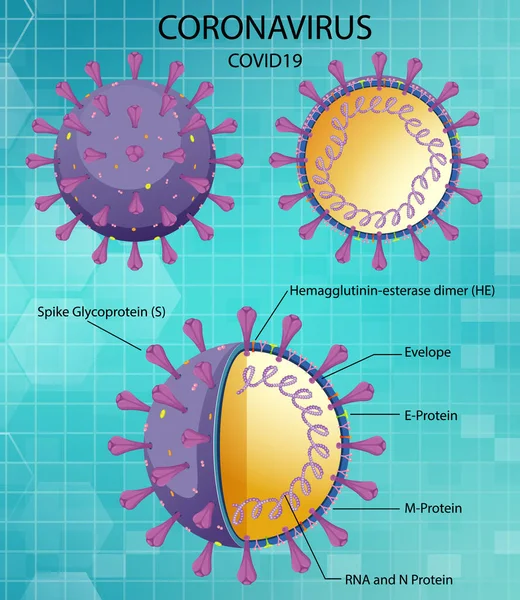 Diagrama Ilustração Estrutura Partícula Vírus Corona — Vetor de Stock