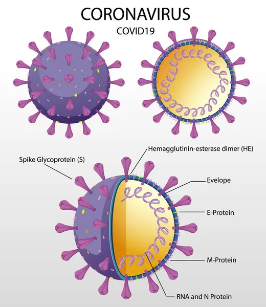 Diagrama Ilustração Estrutura Partícula Vírus Corona — Vetor de Stock