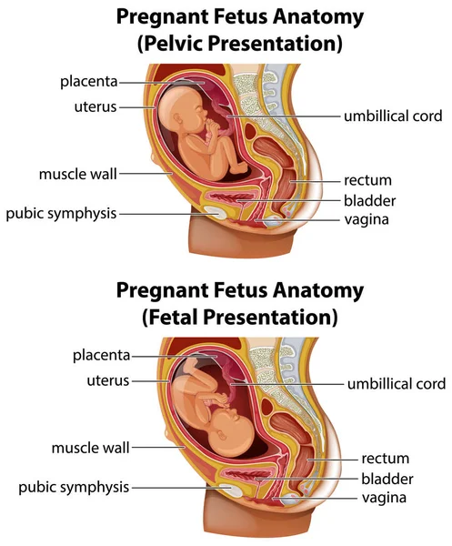 Hamile Fetüs Anatomisi Çizimi — Stok Vektör