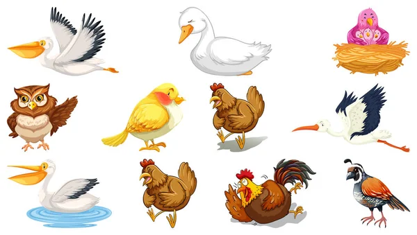 Conjunto Diferentes Aves Estilo Cartoon Isolado Fundo Branco Ilustração — Vetor de Stock