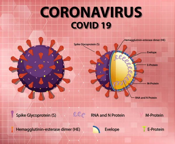 Corona病毒颗粒结构示意图 — 图库矢量图片