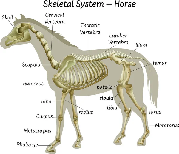 Bilim Atı Iskelet Sistemi Çizimi — Stok Vektör
