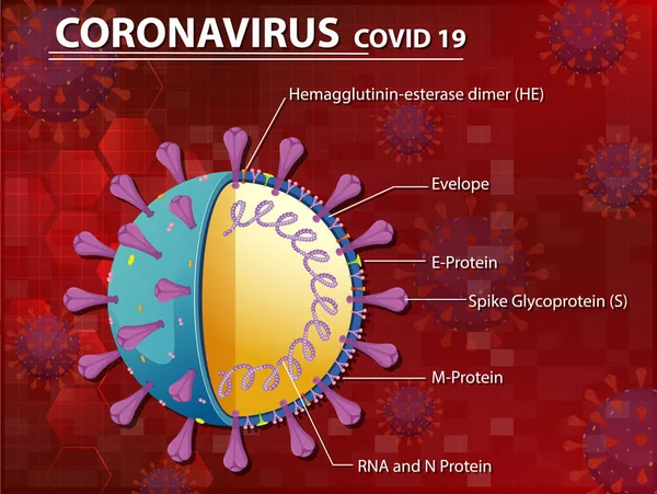 Schema Van Illustratie Van Structuur Van Het Coronavirus — Stockvector