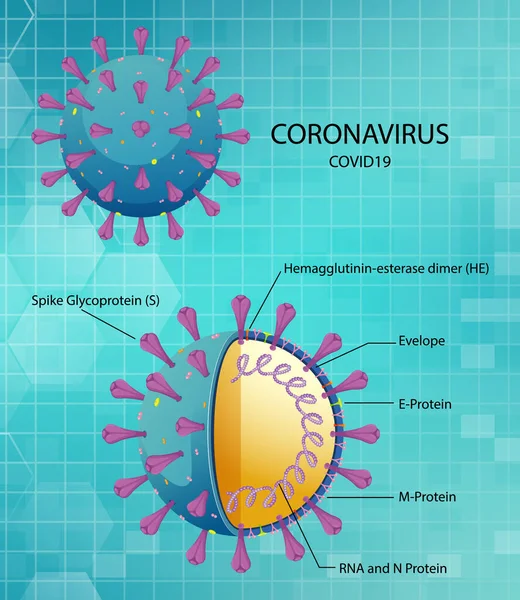 Diagrama Ilustração Estrutura Partícula Vírus Corona — Vetor de Stock