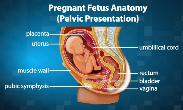 Grávida Ilustração Diagrama Anatomia Feto —  Vetores de Stock