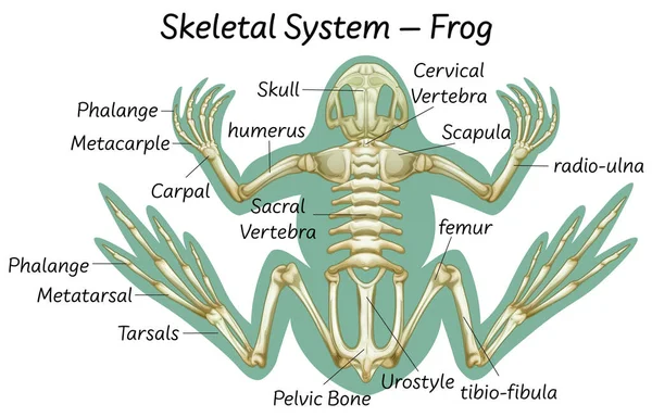 Vědecké Odvození Žáby Anatomie Ilustrace — Stockový vektor