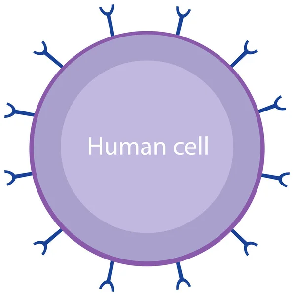 Informative Human Cell Coronavirus Diagram Illustration — Stock Vector