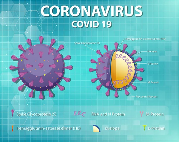 コロナウイルス粒子構造図 — ストックベクタ