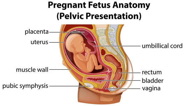 Ilustración Del Diagrama Anatomía Fetal Embarazada — Archivo Imágenes Vectoriales