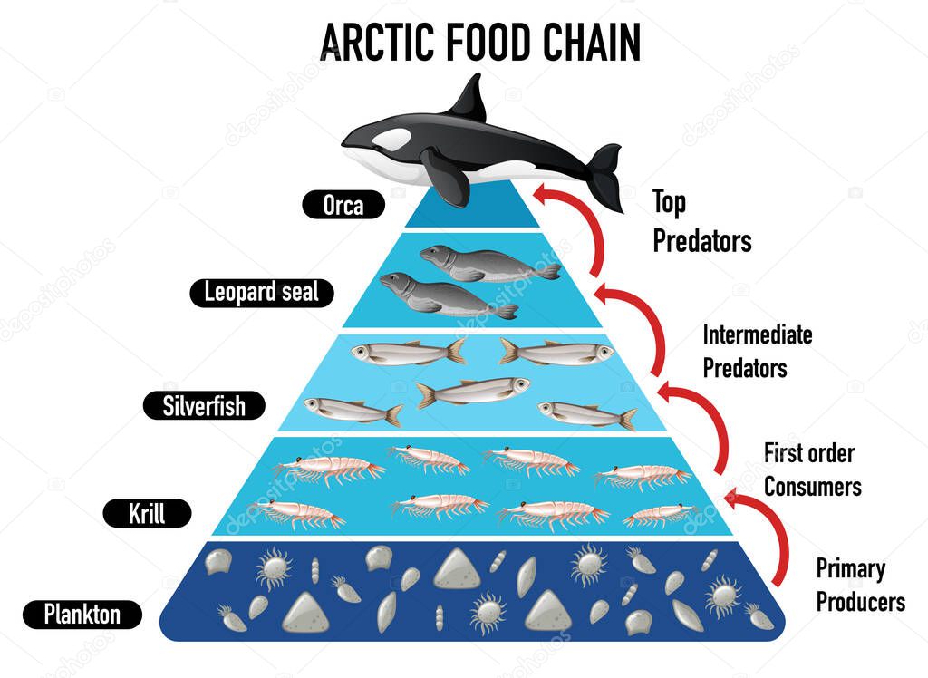 Arctic food chain pyramid illustration