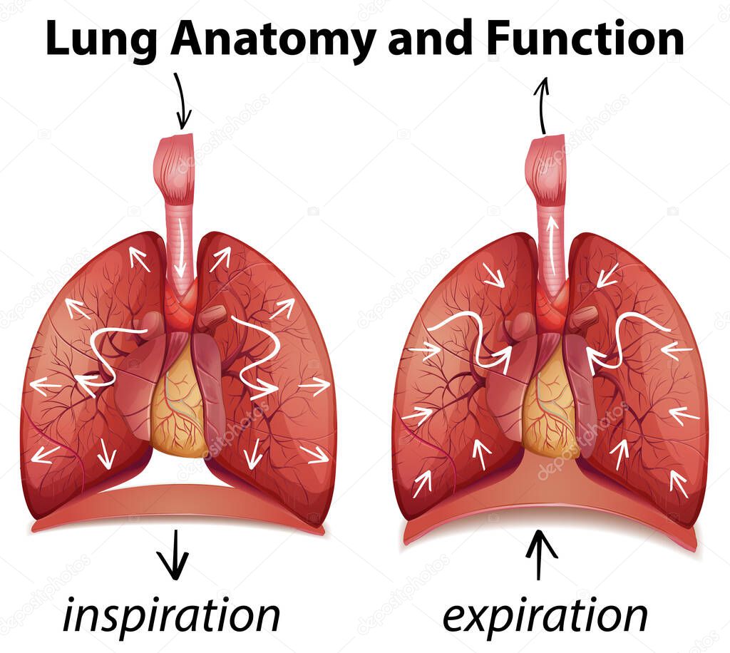 Lung anatomy and functions for education illustration