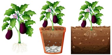 Beyaz arkaplan illüstrasyonuna izole edilmiş kökleri olan patlıcan seti