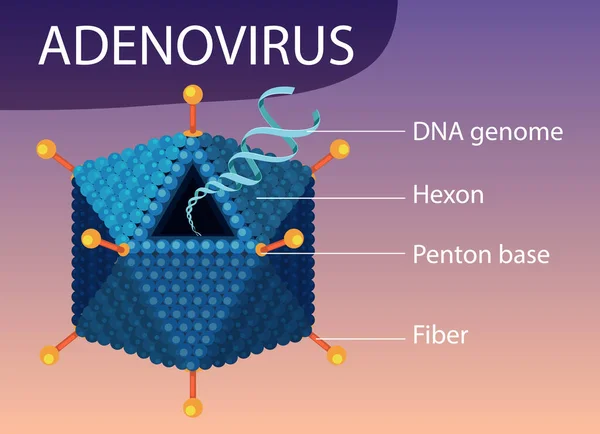 Adenovirus structure diagram on virus icon background illustration