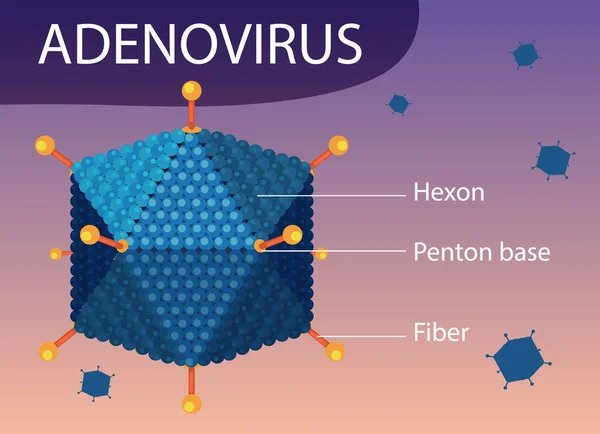 Διάγραμμα Δομής Adenovirus Στην Απεικόνιση Φόντου Εικονιδίων Ιών — Διανυσματικό Αρχείο