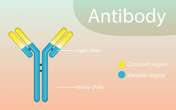 Diagram Över Antikroppsstruktur För Utbildningsillustration — Stock vektor