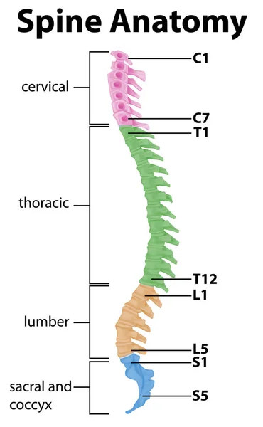 Anatomía Columna Vertebral Curvas Espinales Ilustración Infográfica — Vector de stock