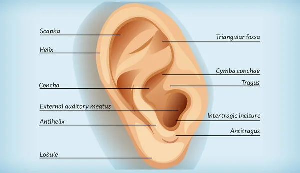 Dış Kulak Illüstrasyonunun Anatomisi — Stok Vektör