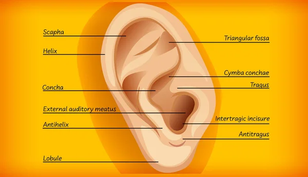 外耳图解的解剖 — 图库矢量图片