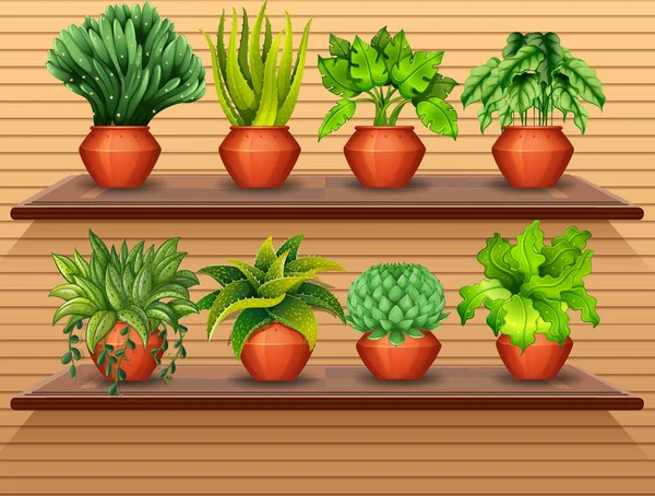 棚のイラストの植物のセット — ストックベクタ