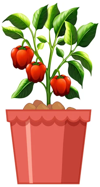 Planta Pimenta Doce Vermelha Vaso Vermelho Isolado Fundo Branco Ilustração —  Vetores de Stock