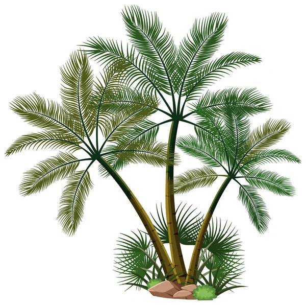 Drie Palmbomen Met Natuurelementen Witte Achtergrond Illustratie — Stockvector