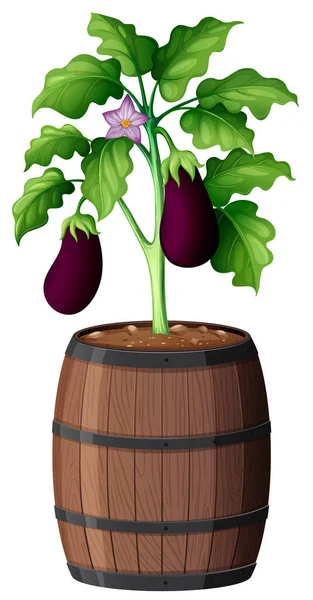 Eggplant Tree Wooden Pot Isolated White Background Illustration — Stock Vector