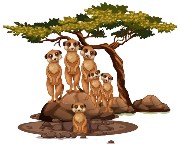 Meerkat Isolerad Vit Bakgrund Illustration — Stock vektor