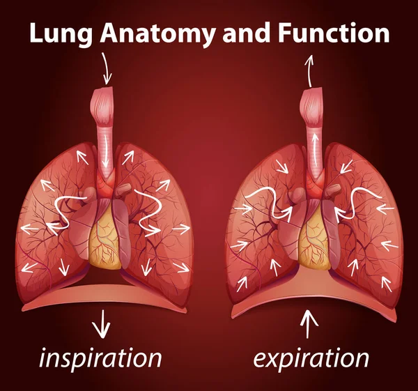 Anatomie Pulmonaire Fonctions Éducatives Illustration — Image vectorielle