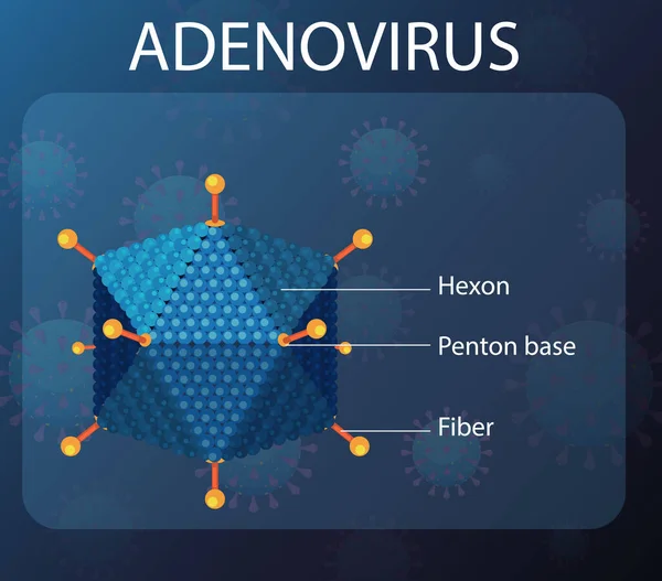 Διάγραμμα Δομής Adenovirus Στην Απεικόνιση Φόντου Εικονιδίων Ιών — Διανυσματικό Αρχείο