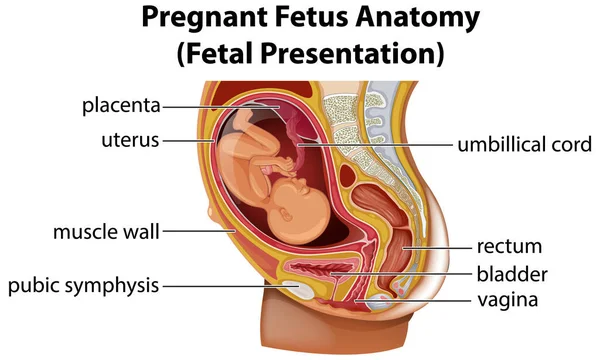 Ilustración Del Diagrama Anatomía Fetal Embarazada — Vector de stock