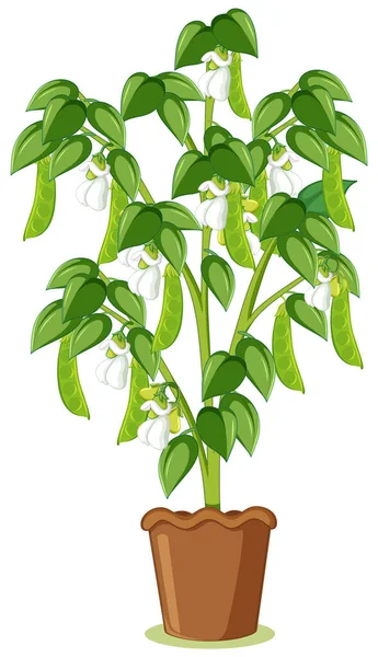 Green Pea Tree Pea Plant Pot Cartoon Style Isolated Illustration — Stock Vector