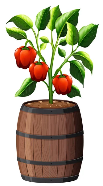 Sladký Pepř Rostlina Dřevěném Hrnci Izolované Bílém Pozadí Ilustrace — Stockový vektor