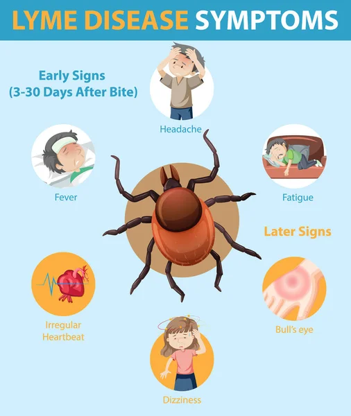 Lyme Sintomas Doença Informação Infográfico Ilustração —  Vetores de Stock