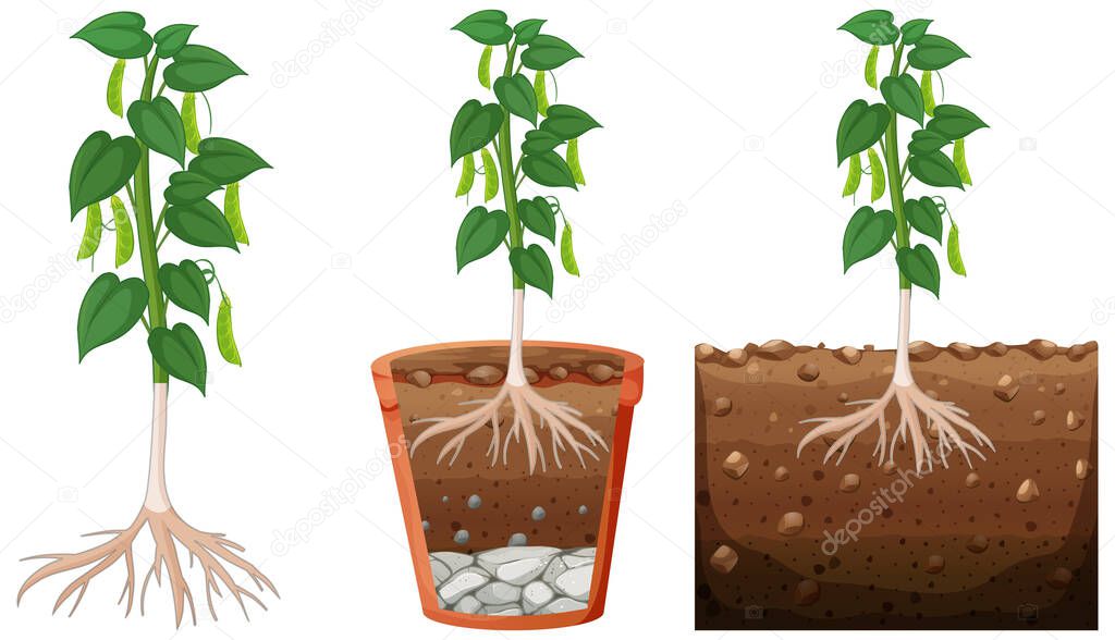 Set of peapod plant illustration