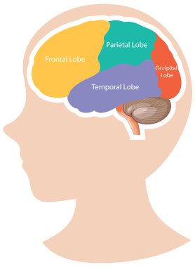 Etiketli bölümleri olan insan beyin loblarının renkli vektör çizimi, eğitici kullanım için idealdir.