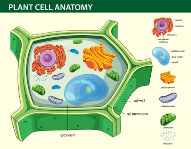 Bilimsel ve eğitici kullanım için etiketlenmiş organlarla bitki hücre anatomisinin renkli vektör diyagramı.