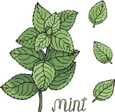 Nane, nane ve yazıt yaprakları. Beyaz arka plan üzerinde vektör çizim.